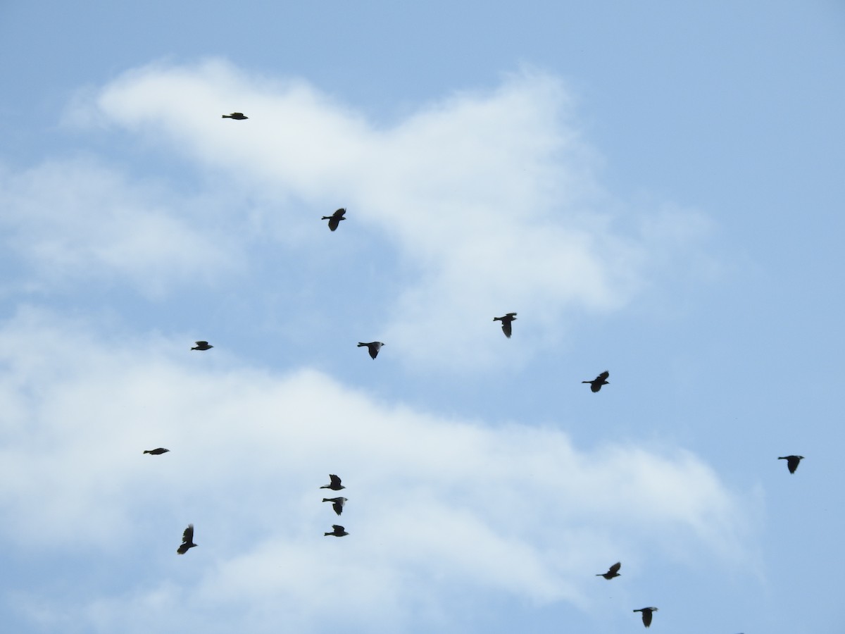 Brewer's Blackbird - ML641715526