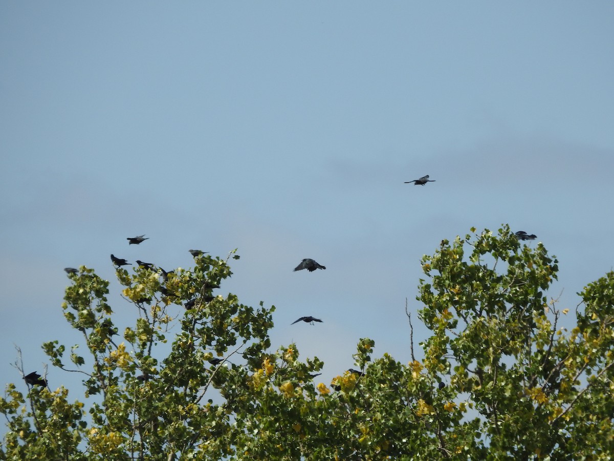 Brewer's Blackbird - ML641715530