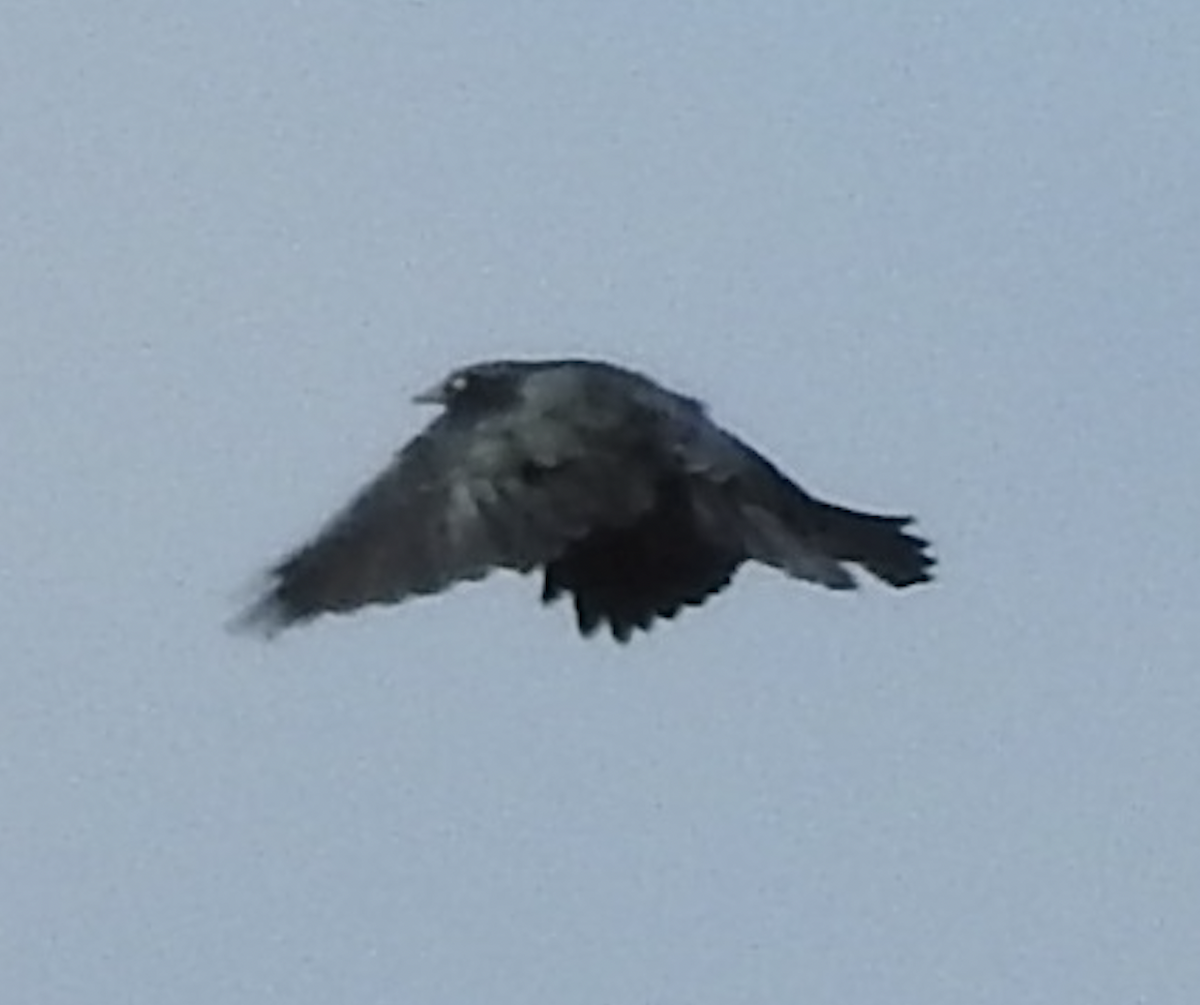 Brewer's Blackbird - ML641715535