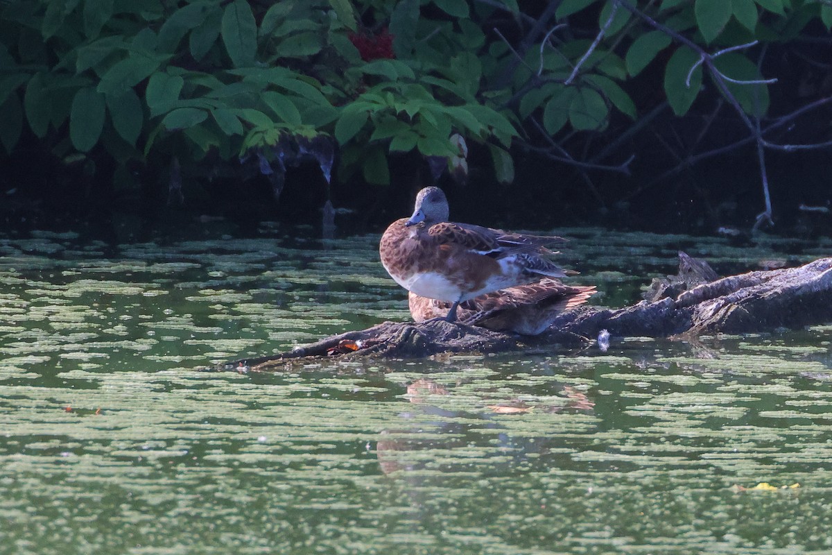 American Wigeon - ML641715538