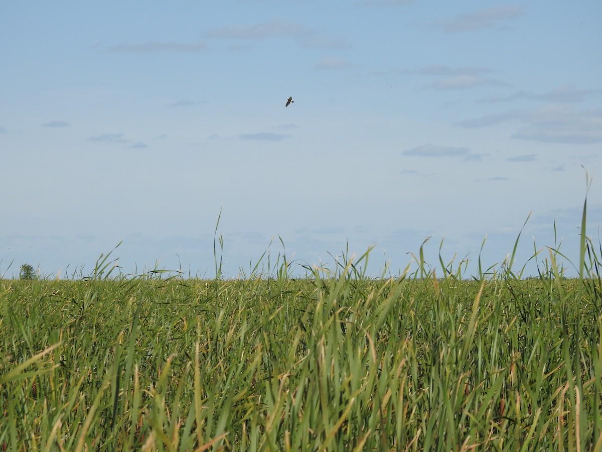 Northern Harrier - ML641715566