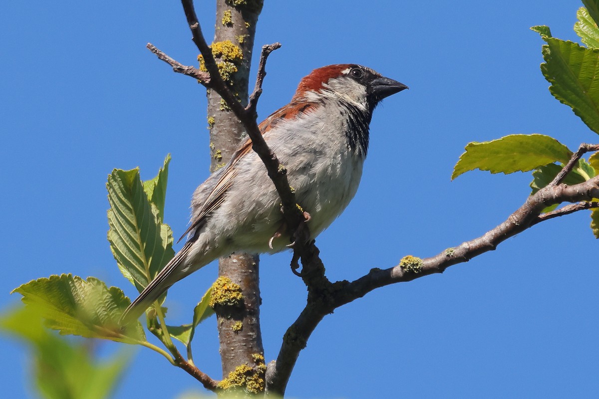 House Sparrow - ML641715567