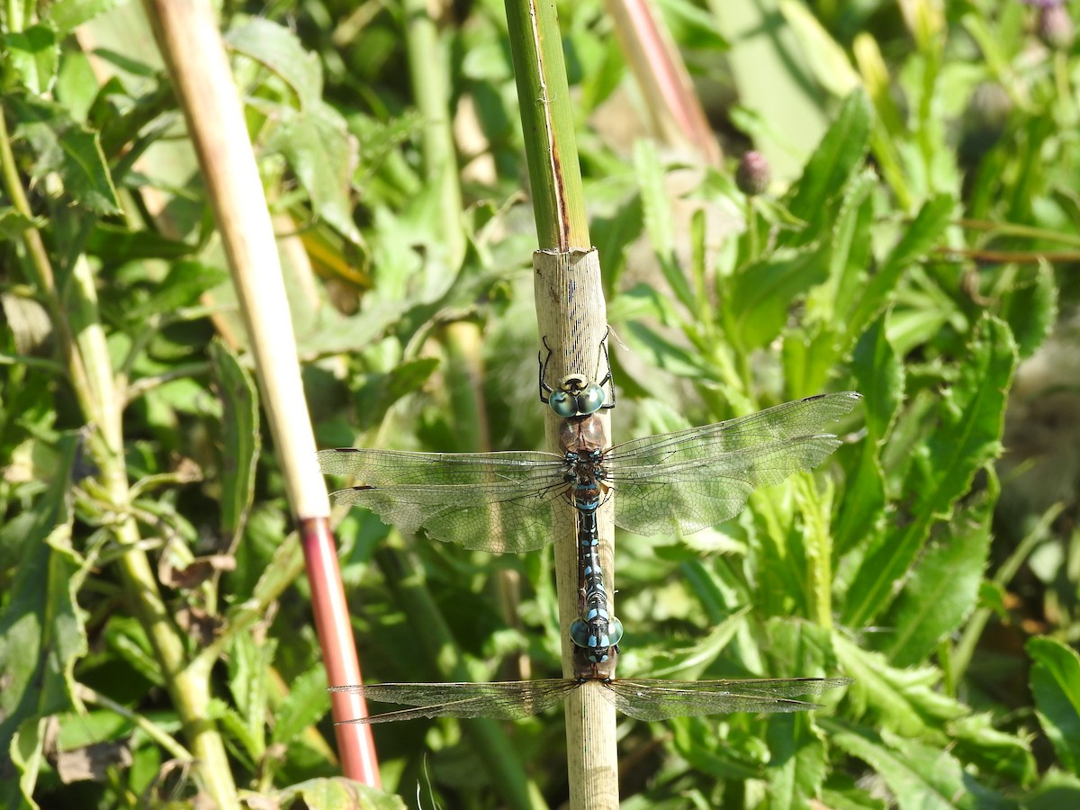 動物界 - ML641715578