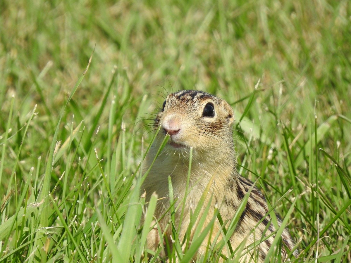 動物界 - ML641715582