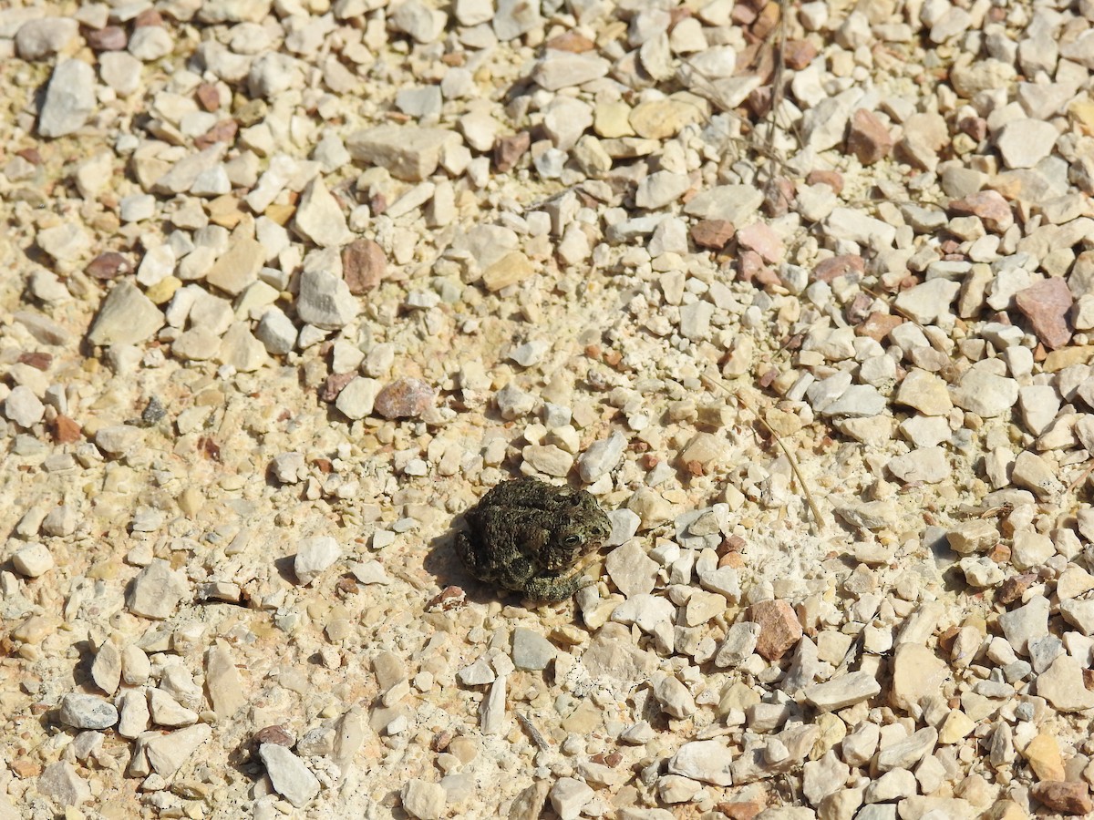 動物界 - ML641715586