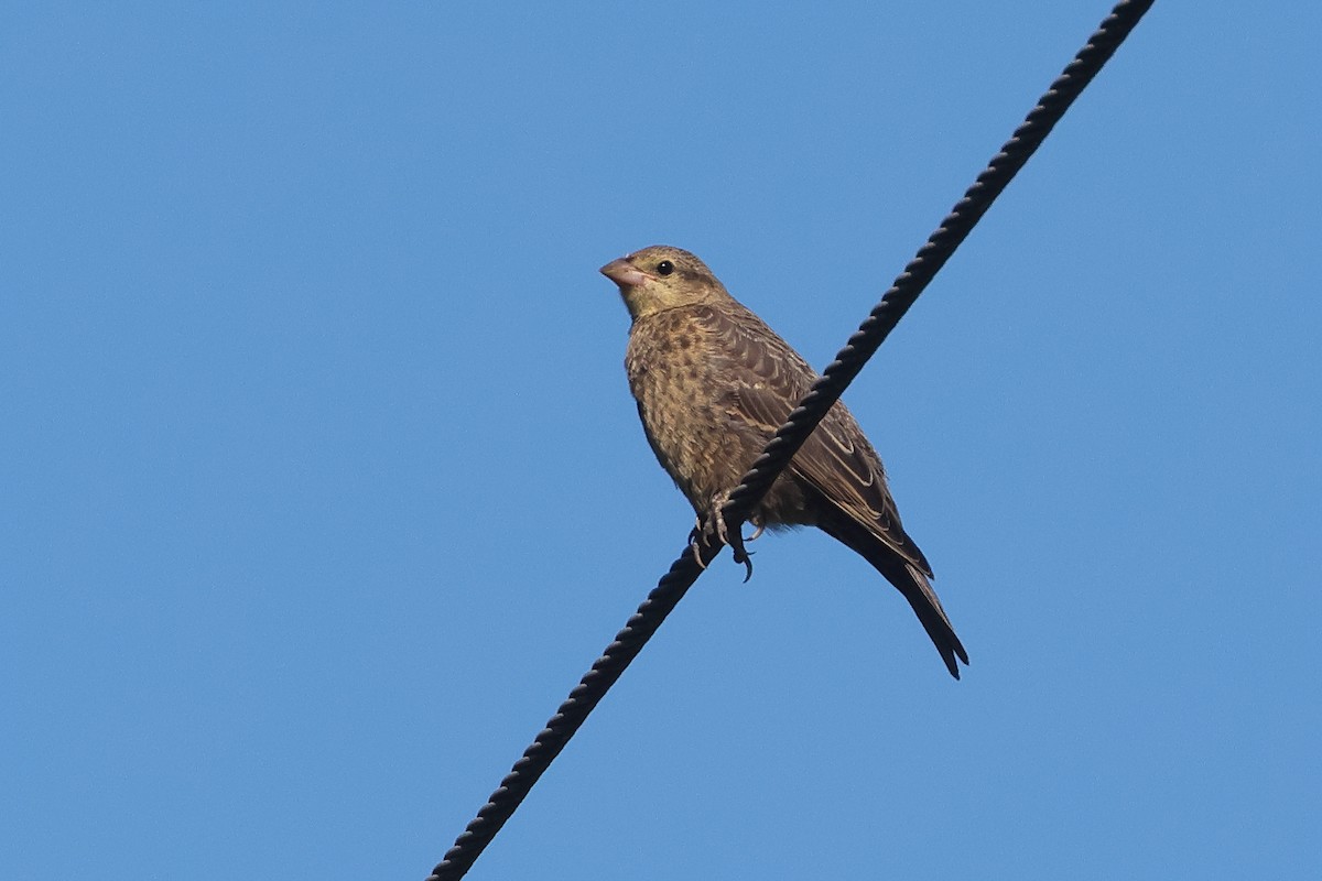 Brown-headed Cowbird - ML641715591