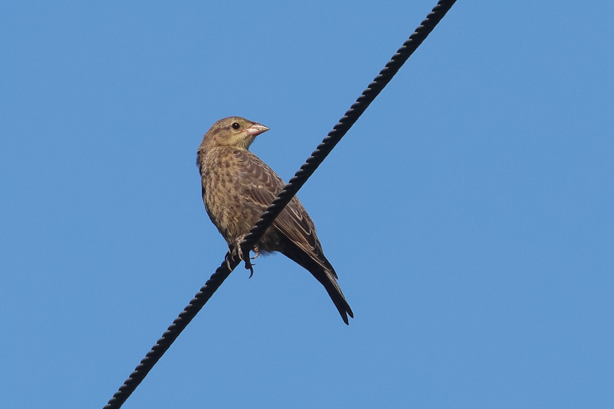 Brown-headed Cowbird - ML641715592