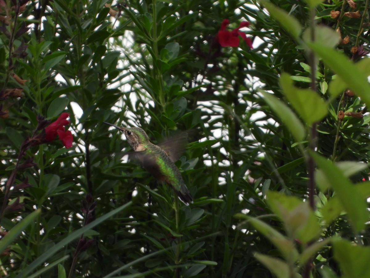 Calliope Hummingbird - ML641715624