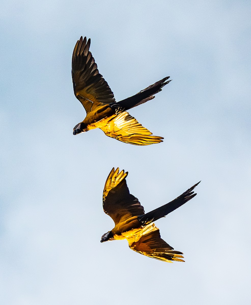 Blue-and-yellow Macaw - ML641715644