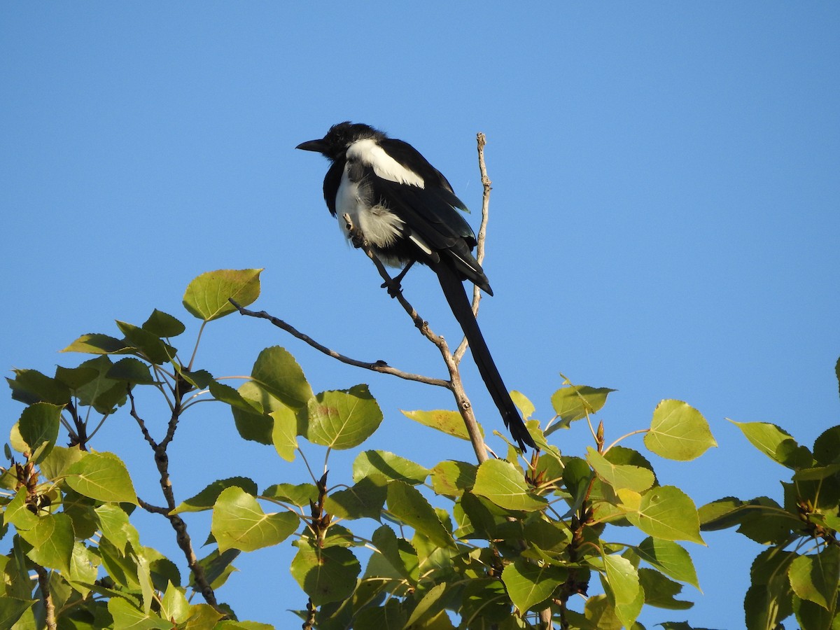 Black-billed Magpie - ML641715646