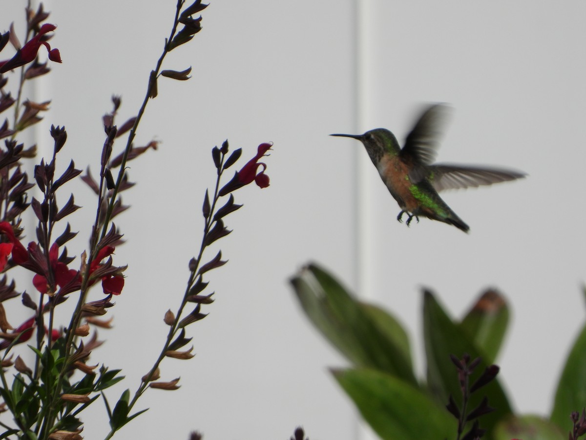Calliope Hummingbird - ML641715676