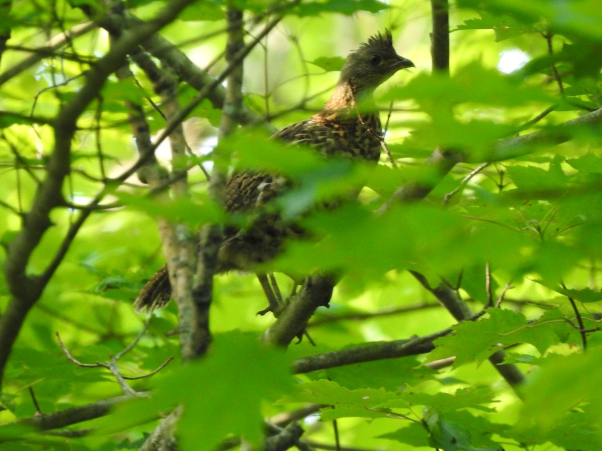 Ruffed Grouse - ML641715719