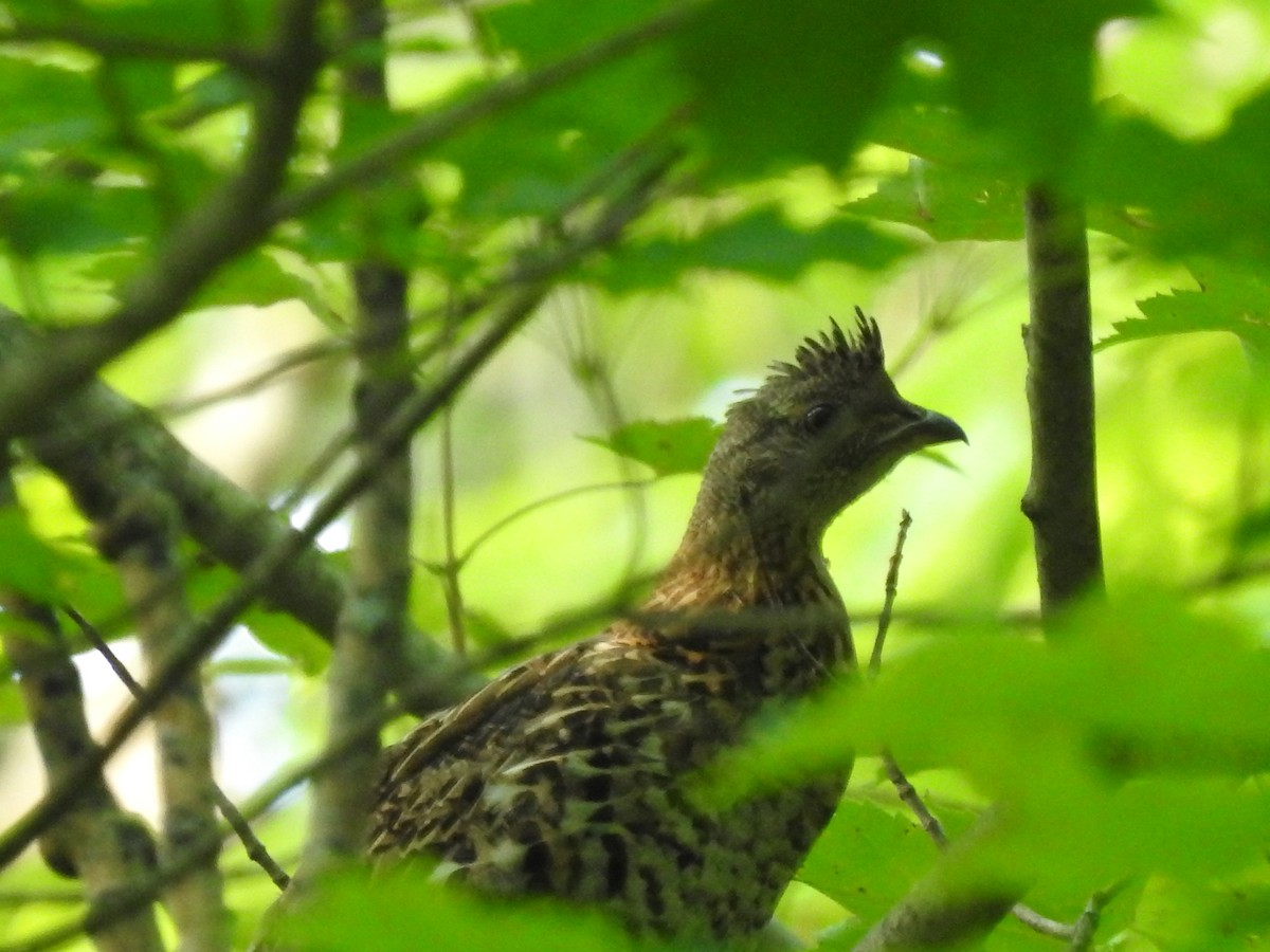 Ruffed Grouse - ML641715720