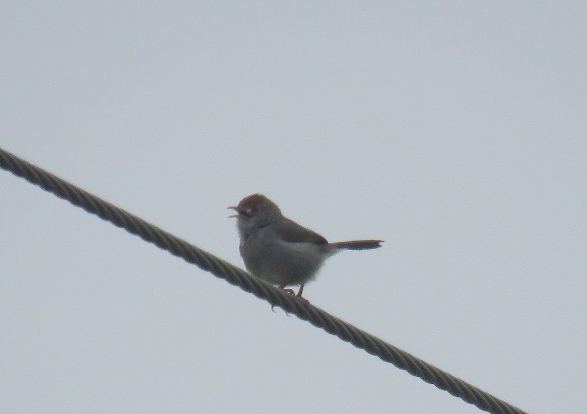 Piping Cisticola - ML641715721