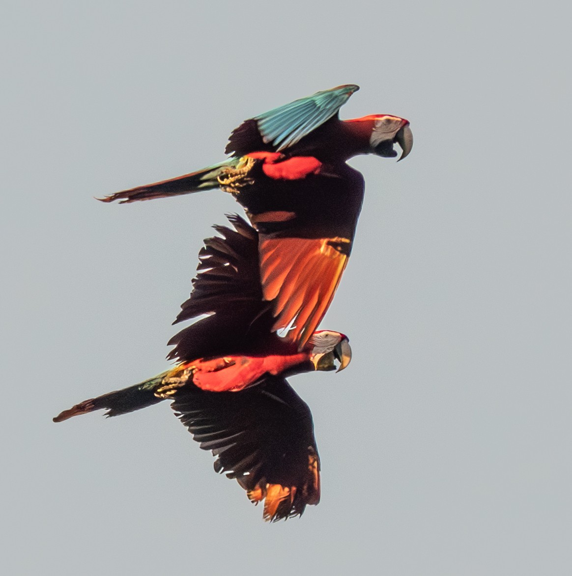 紅綠金剛鸚鵡 - ML641715735