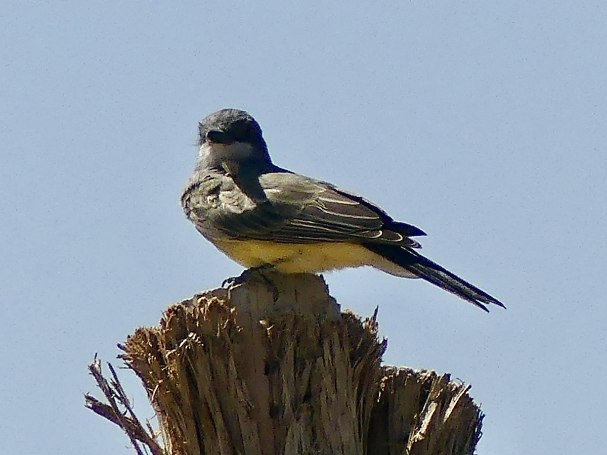 Cassin's Kingbird - ML641715772