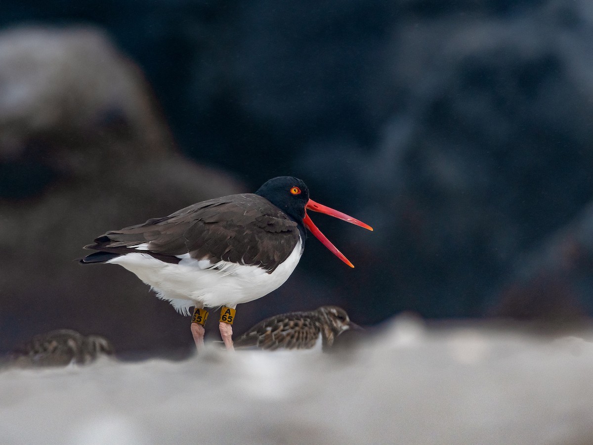 American Oystercatcher - ML641715783