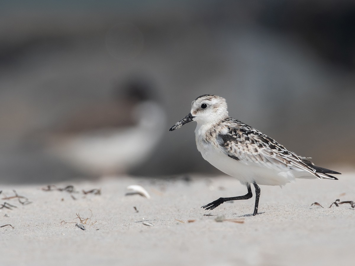 Sanderling - ML641715795