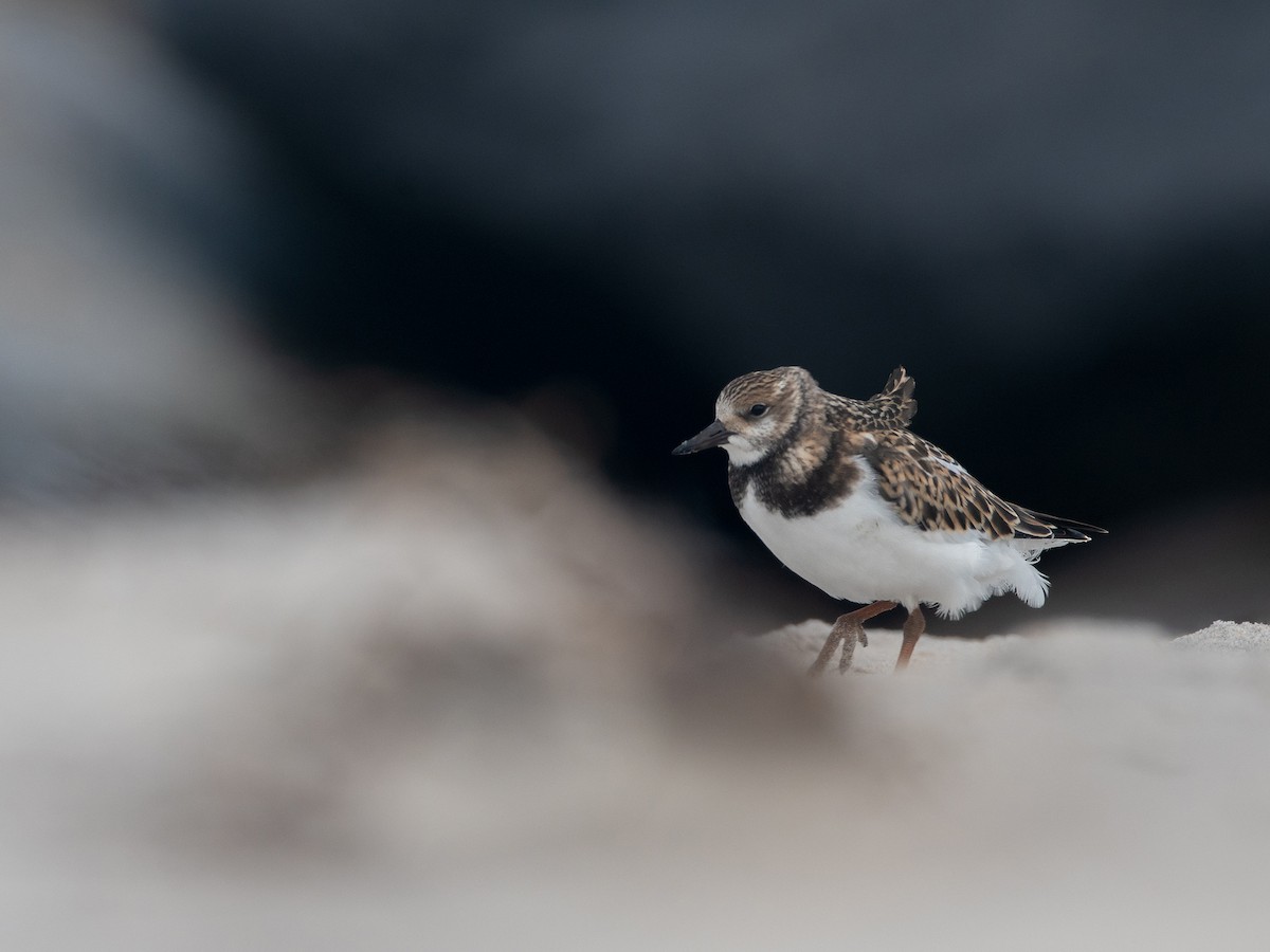 Ruddy Turnstone - ML641715809