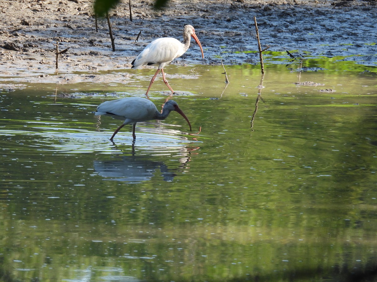 White Ibis - ML641715822