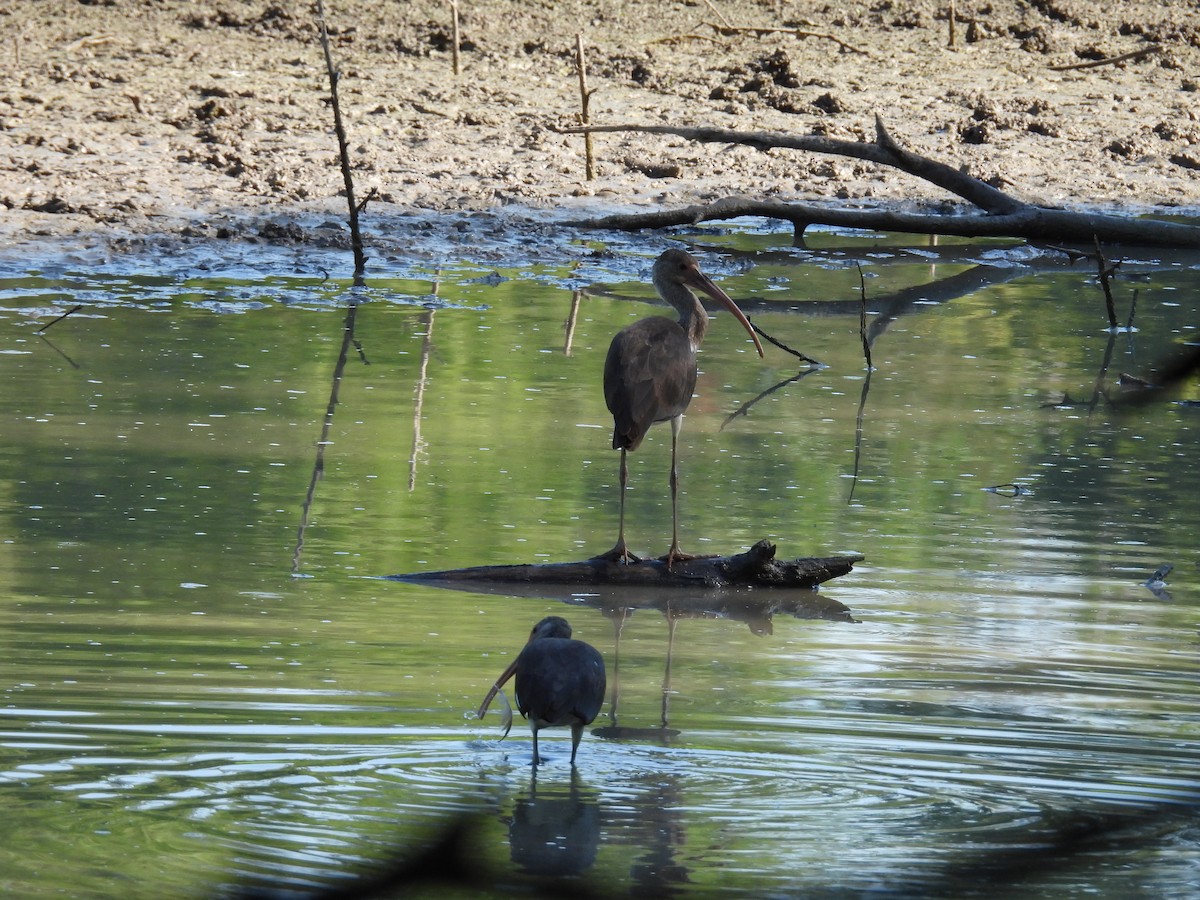 White Ibis - ML641715823