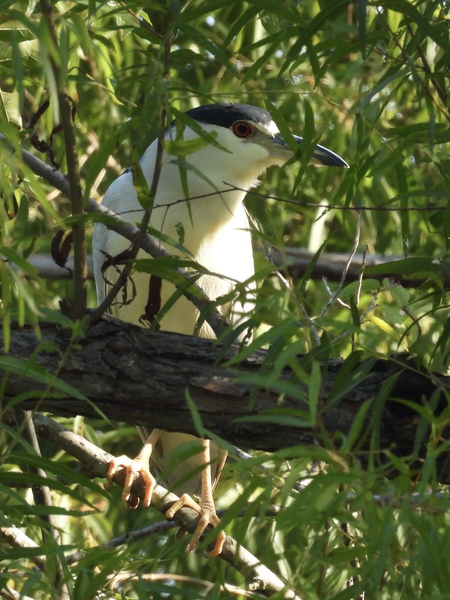 Black-crowned Night Heron - ML641715835