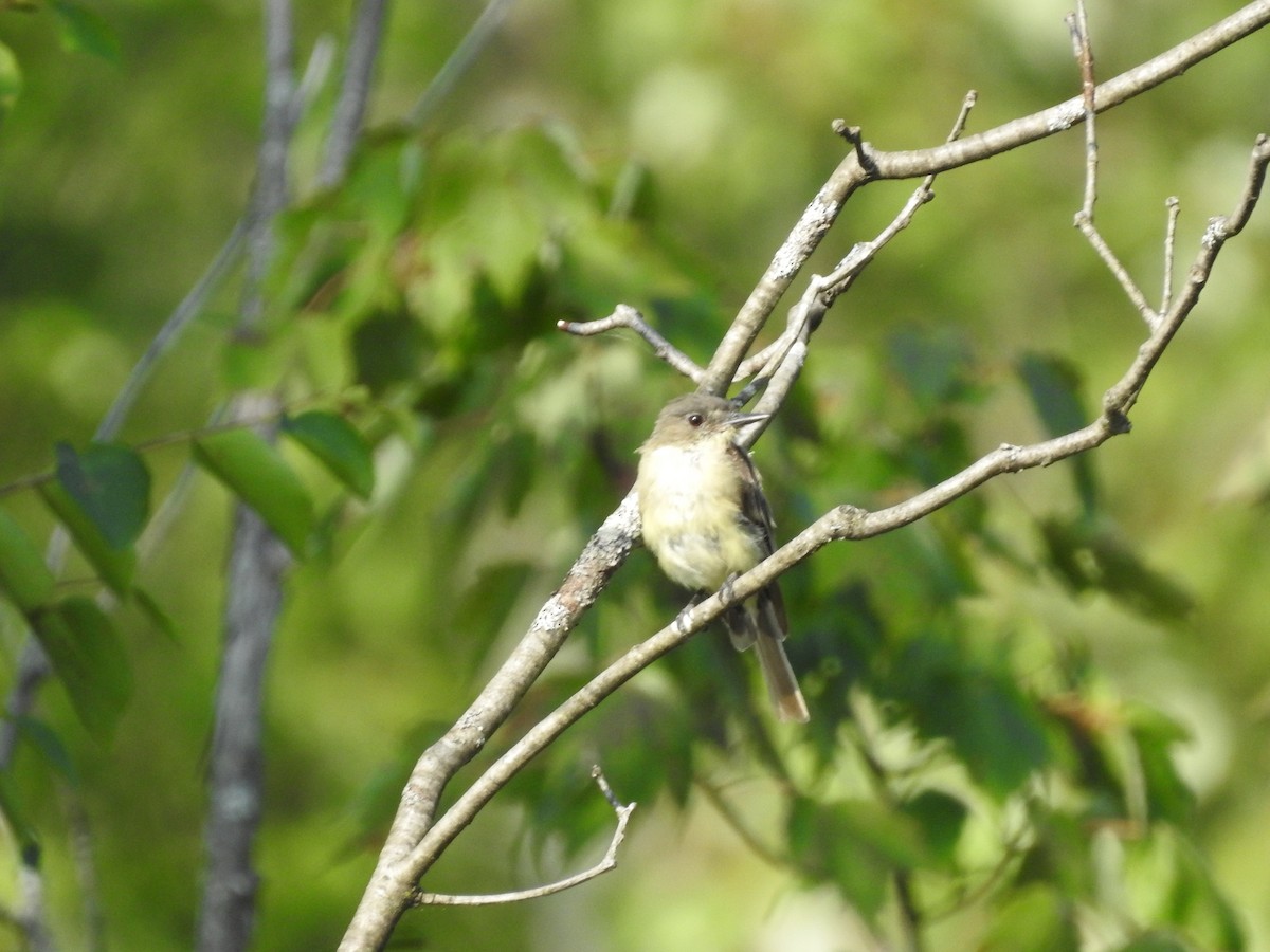 Alder Flycatcher - ML641715865