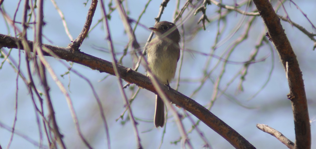 Gray Flycatcher - ML641715883