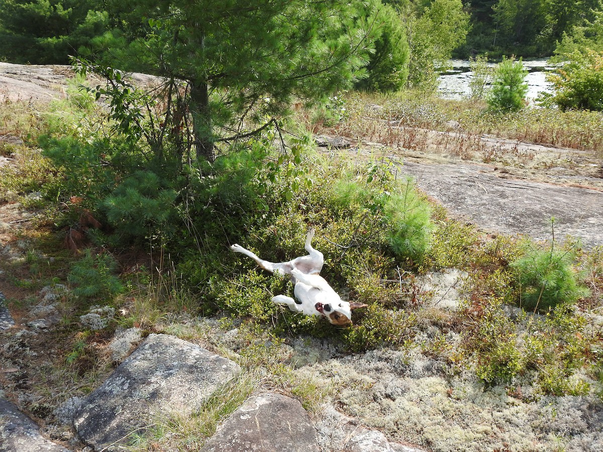 動物界 - ML641715888