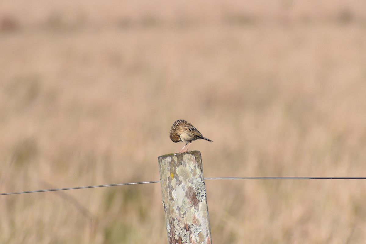 Pipit de Hellmayr - ML641715891