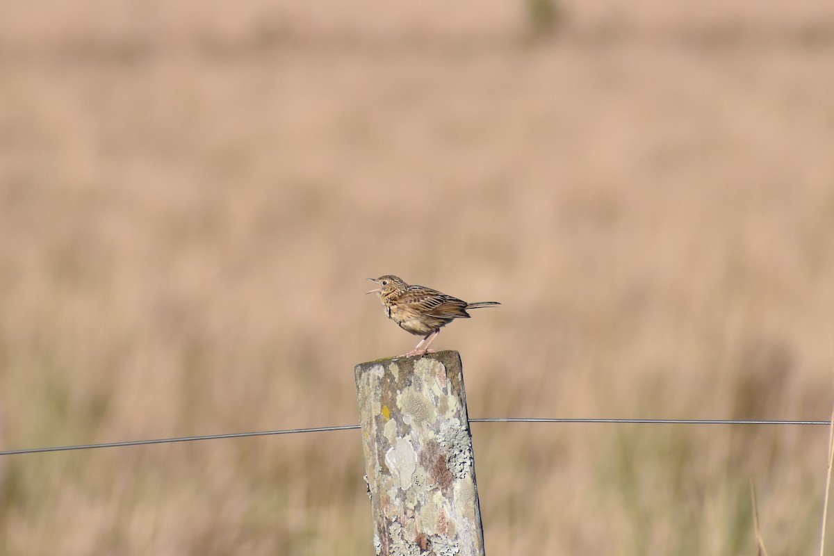 Pipit de Hellmayr - ML641715892