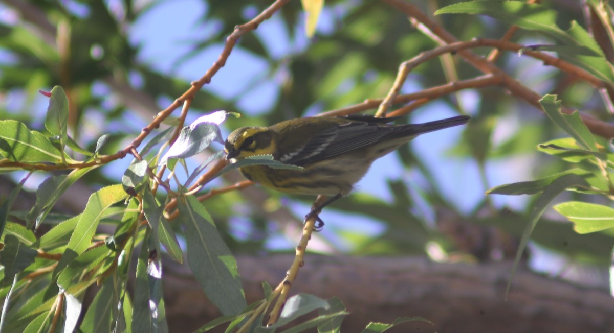 Townsend's Warbler - ML641715898