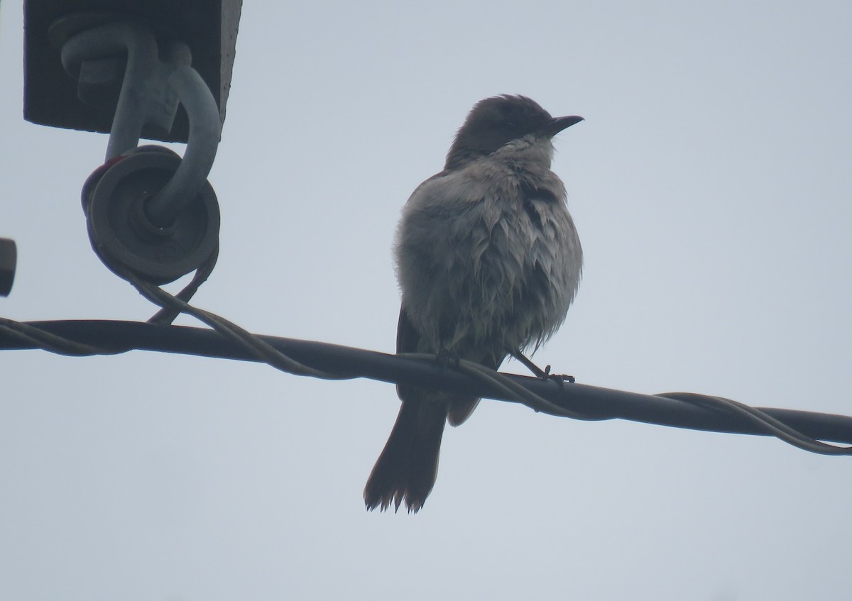 Fiscal Flycatcher - ML641715940