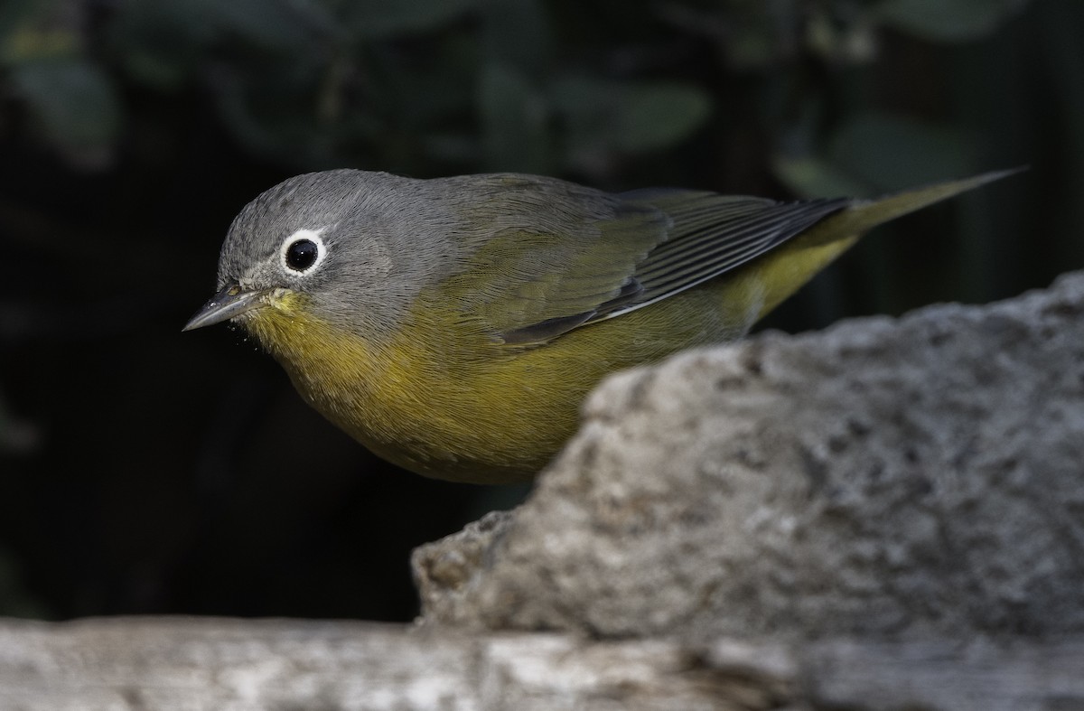 Nashville Warbler - ML641715947