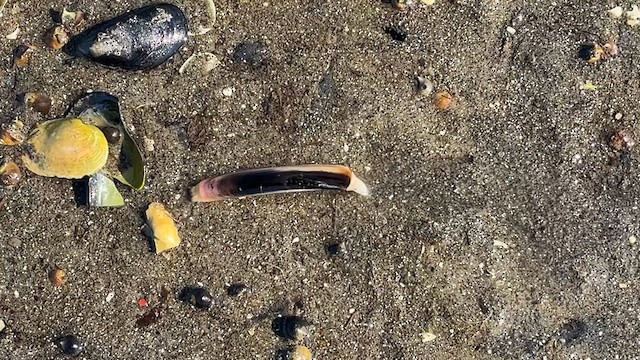 Cannolicchio atlantico - ML641715948