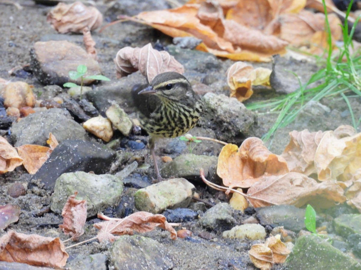 Northern Waterthrush - ML641715953