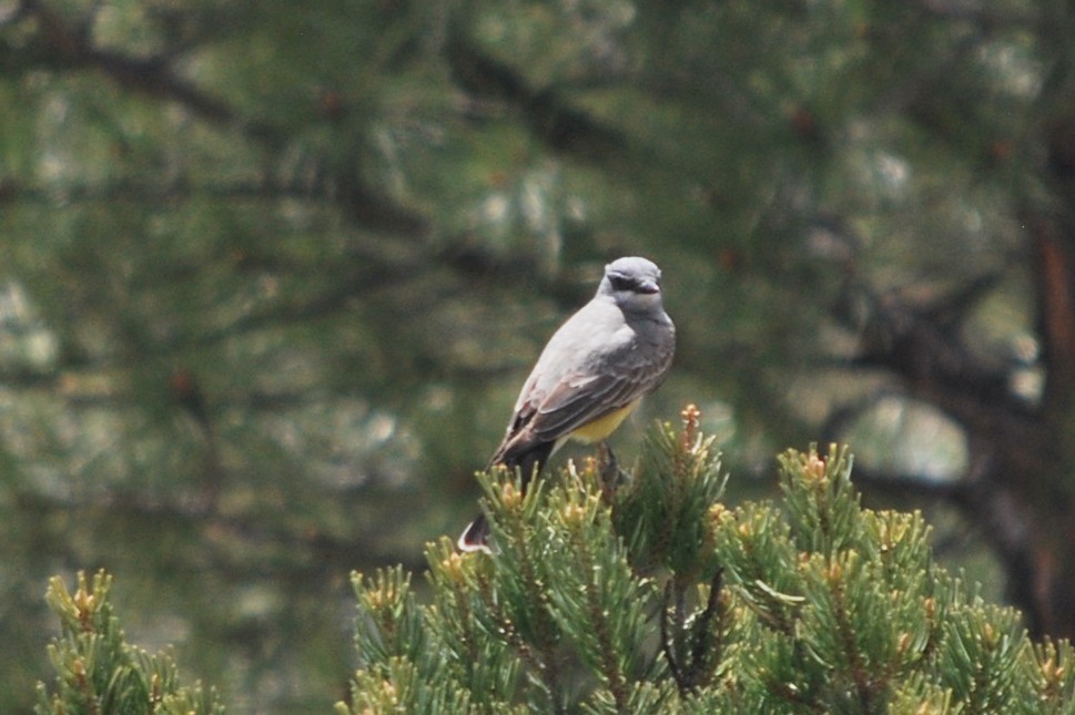 Cassin's Kingbird - ML641715955