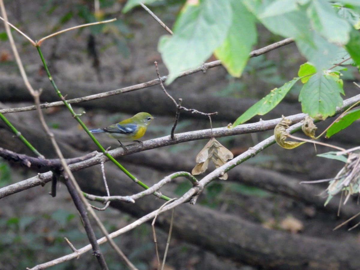 Northern Parula - ML641715960