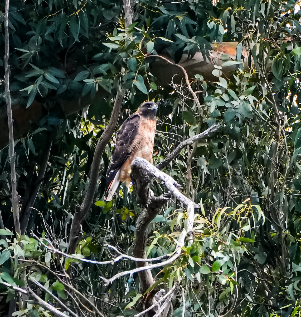 Red-tailed Hawk - ML641715961