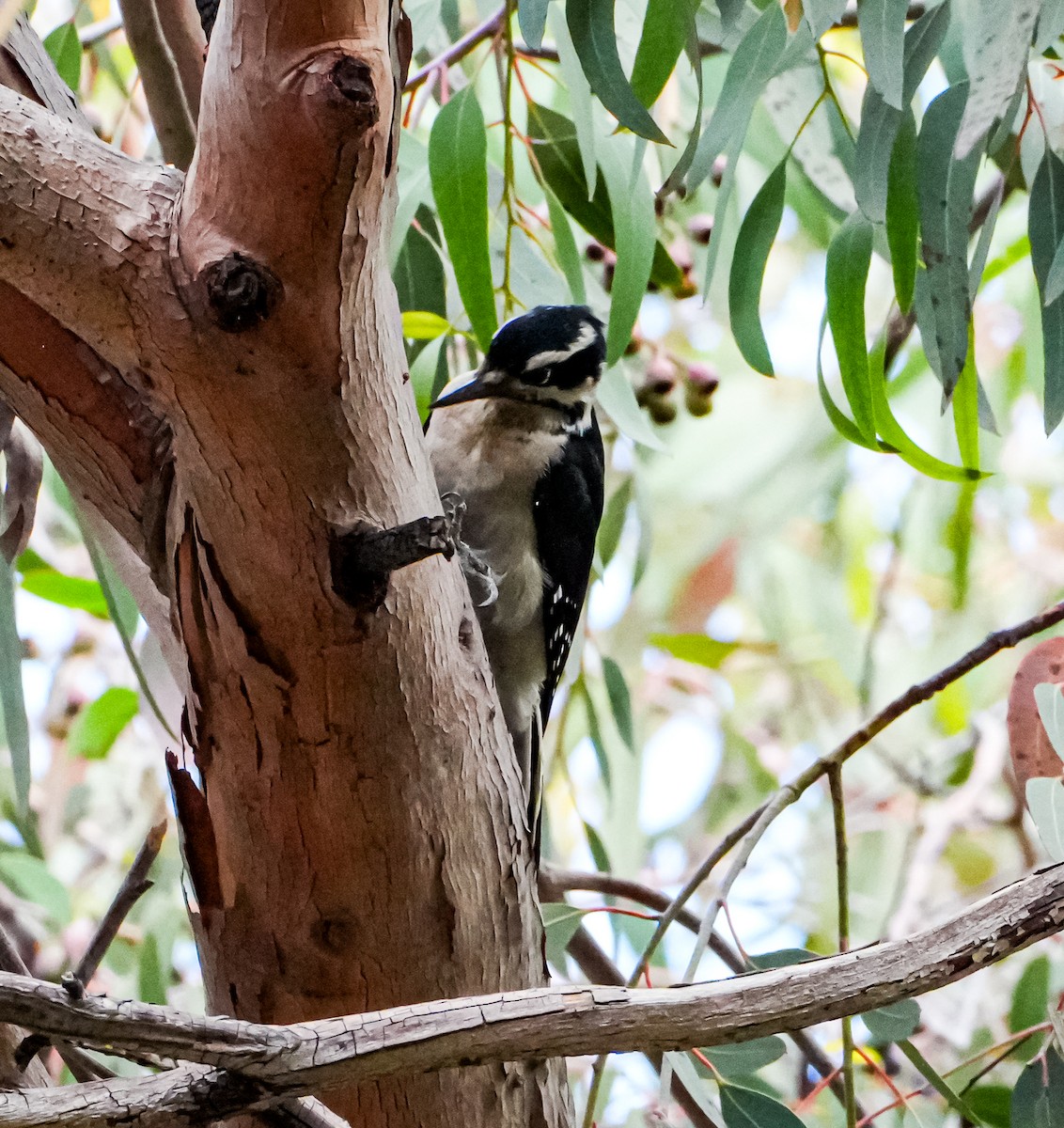 Hairy Woodpecker (Pacific) - ML641715966