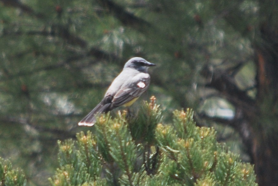 Cassin's Kingbird - ML641715968