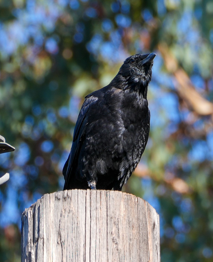 American Crow - ML641715969