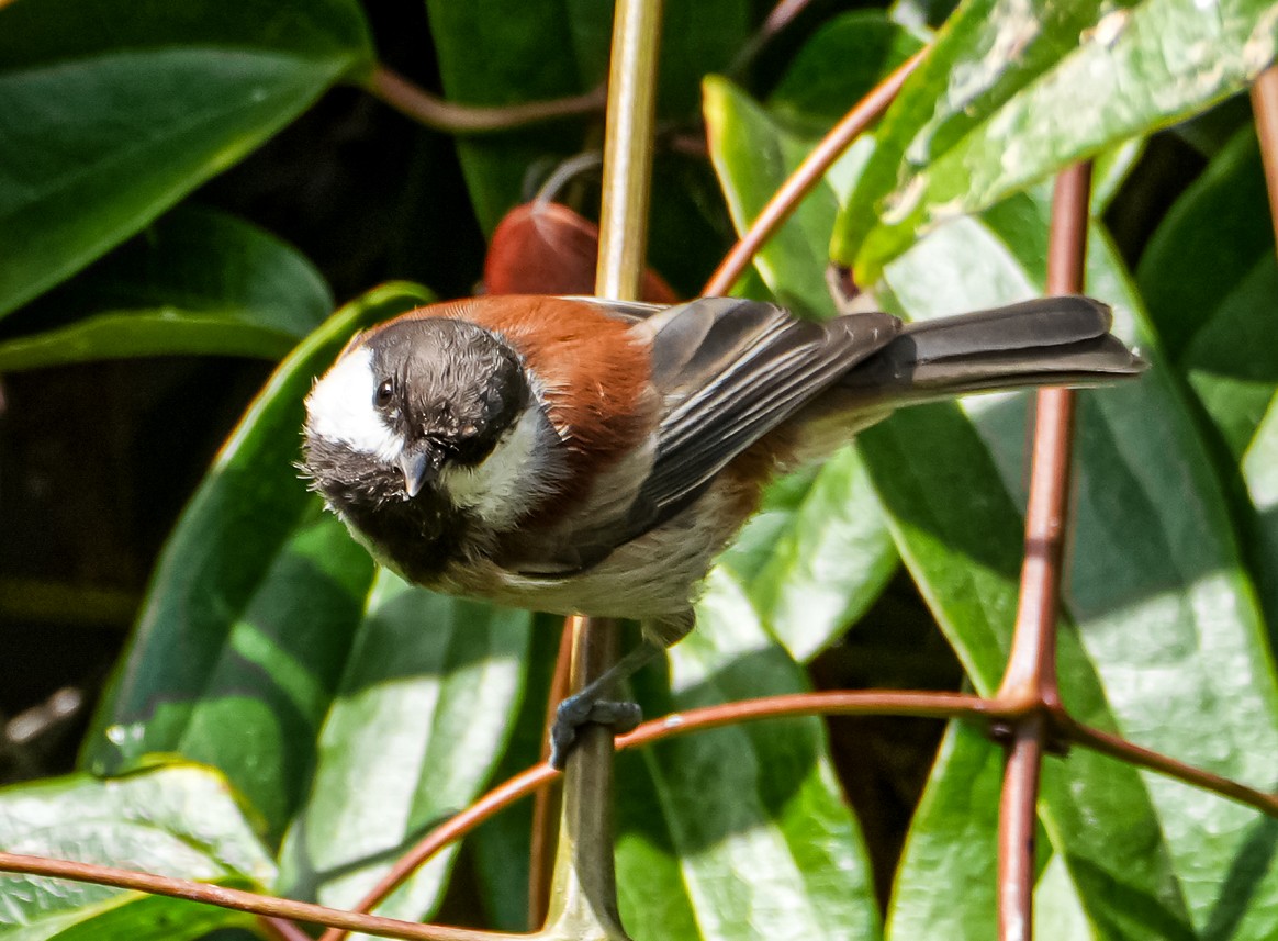 Chestnut-backed Chickadee - ML641715970