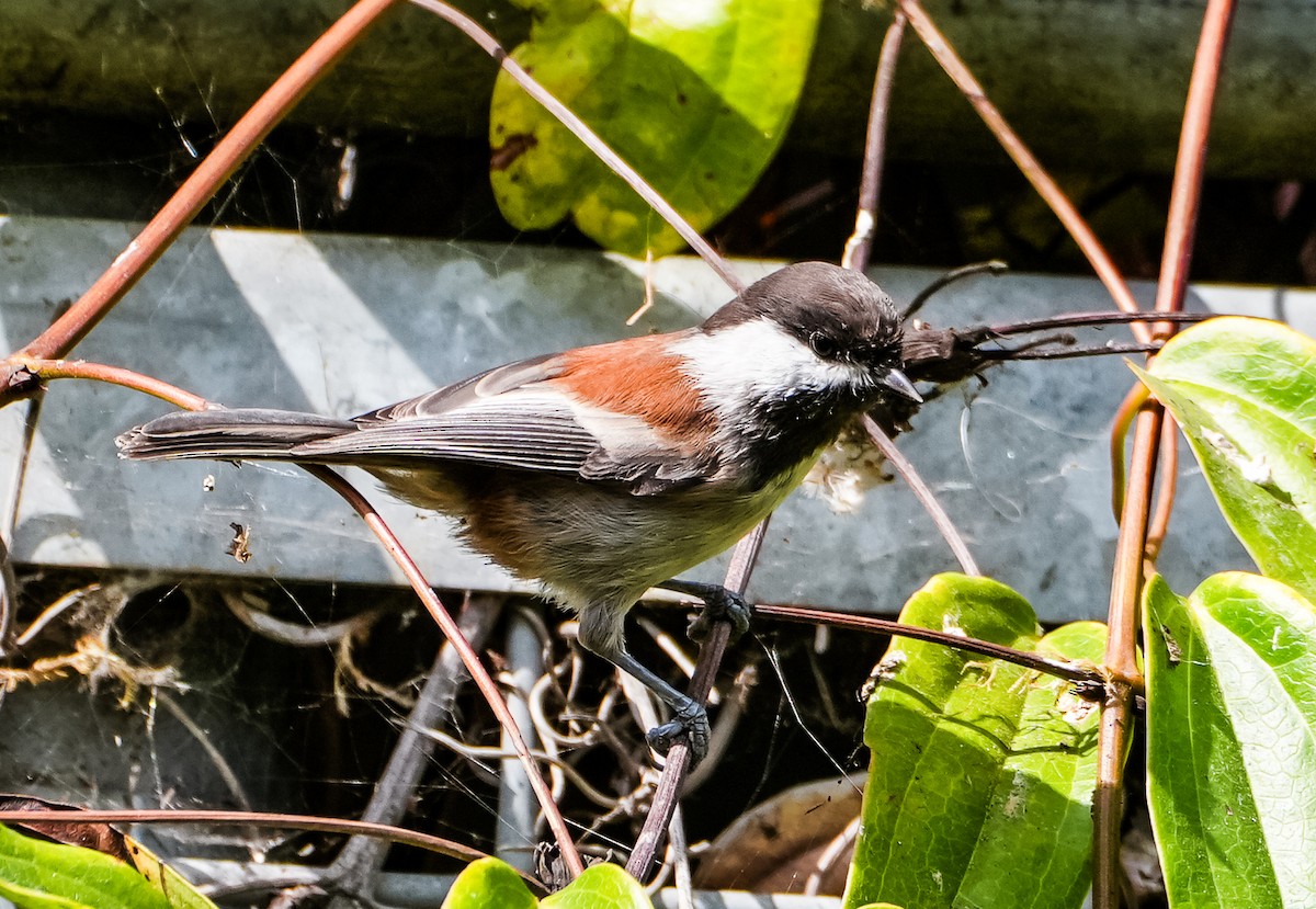Chestnut-backed Chickadee - ML641715971