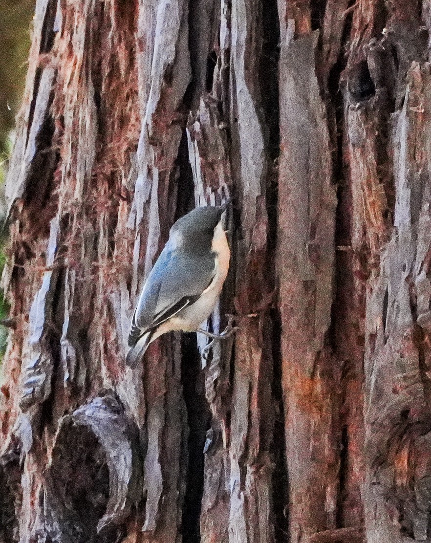 Pygmy Nuthatch - ML641715974