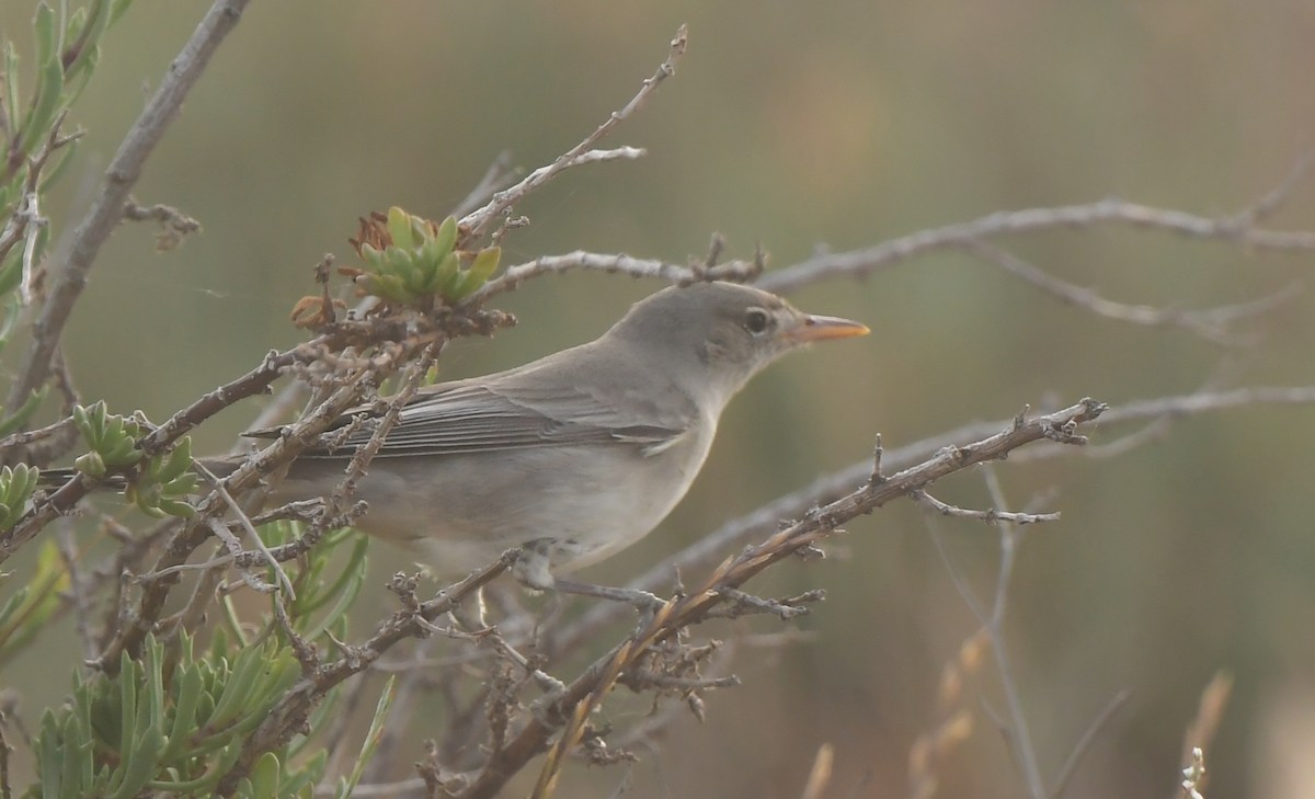 Olive-tree Warbler - ML641715979