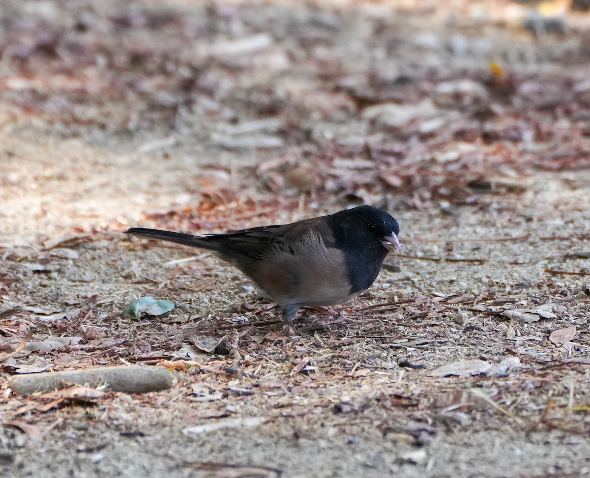 Dark-eyed Junco (Oregon) - ML641715980