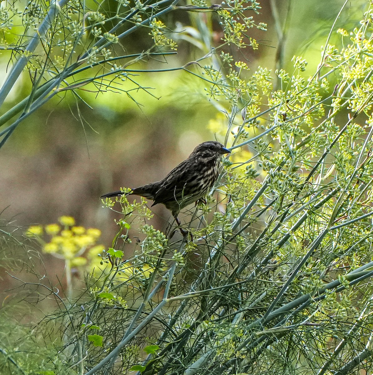 Song Sparrow - ML641715985