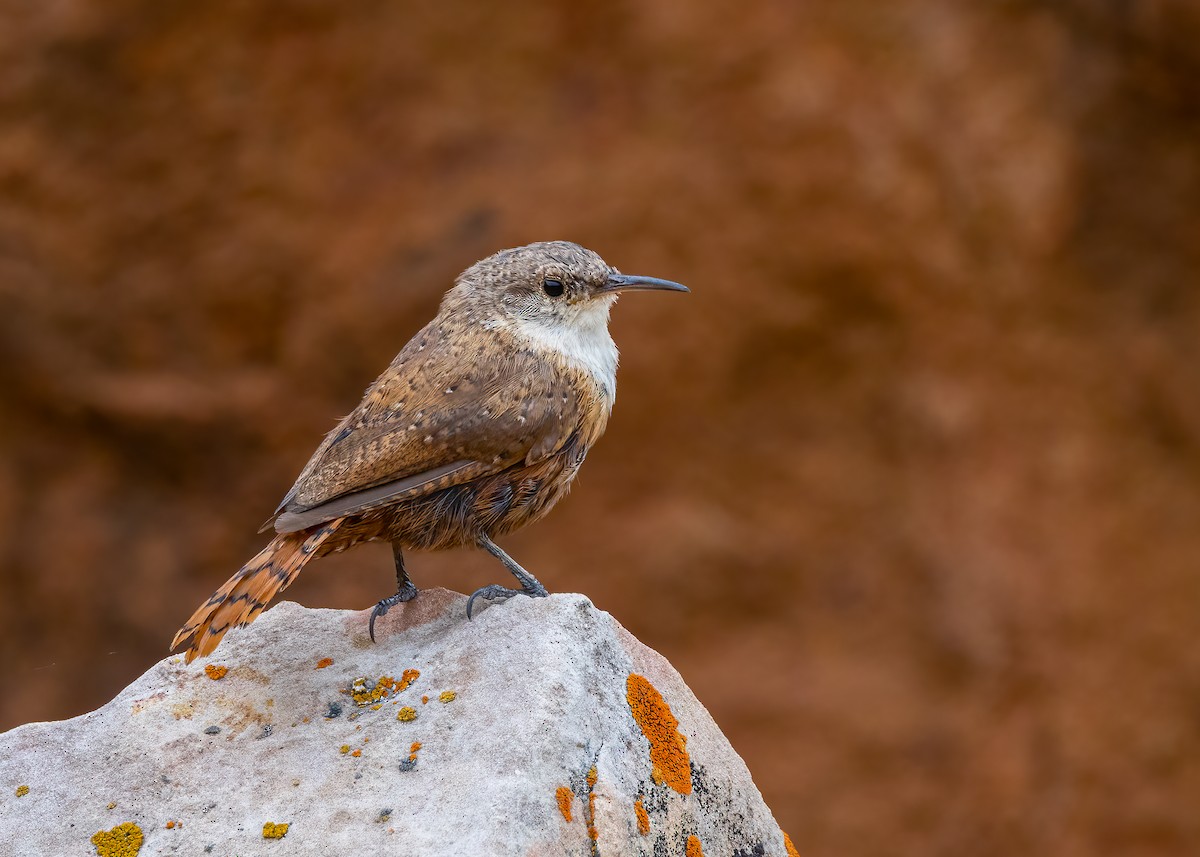 Canyon Wren - ML641715986