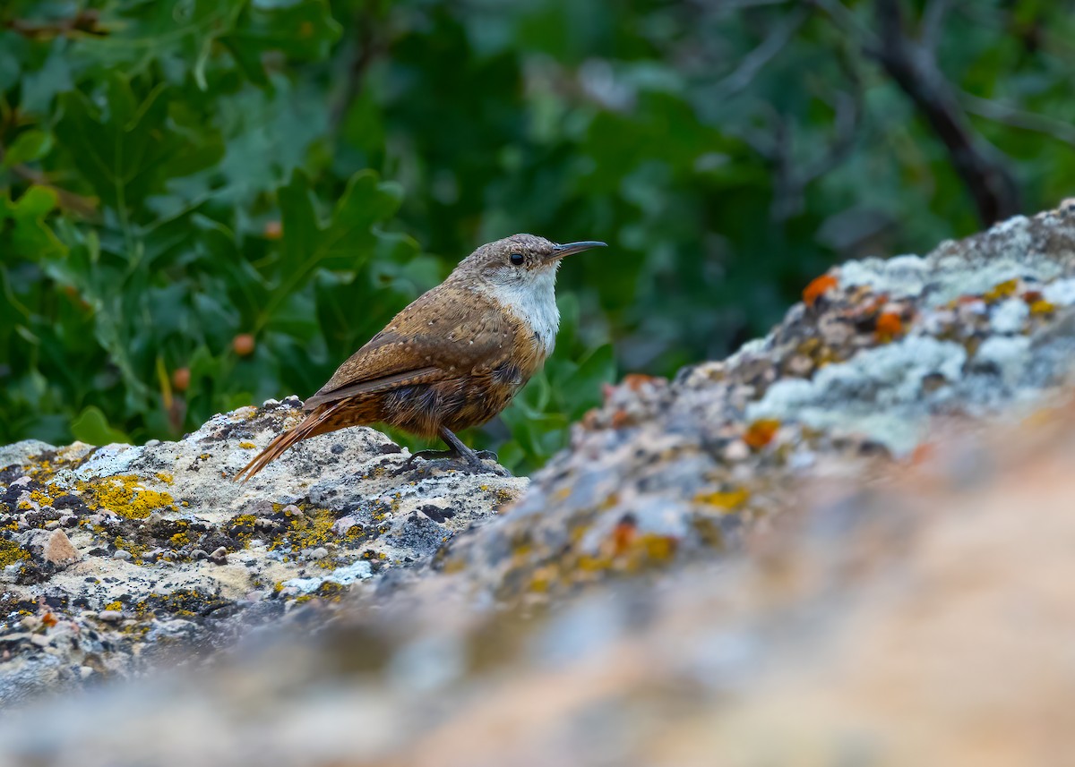 Canyon Wren - ML641715987